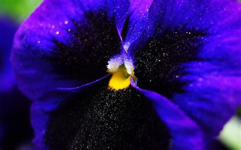 Deep Purple And Black Pansy Photograph By Johnny Laws Fine Art America