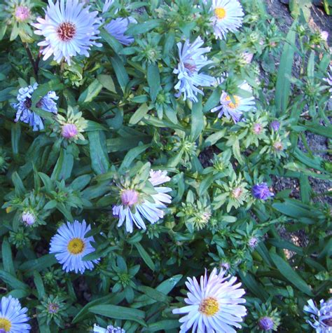 Make today a wonderful one with a beautiful daisy flower. Michaelmas Daisy Flower Essence - Flower Essences | Flower ...