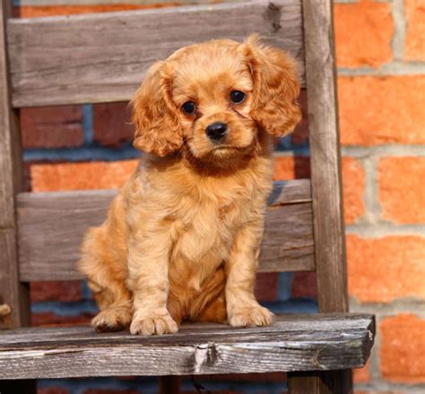 Find a cavapoo puppy from reputable breeders near you and nationwide. Cavapoo - My Dog Breeders - Part 6