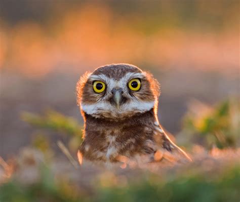 Burrowing Owl Bing Wallpaper Download