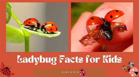 Ladybug Facts For Kids Kidzable