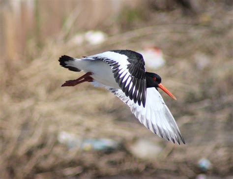 Fotos Gratis Naturaleza Pájaro Ala Volador Fauna Silvestre Pico