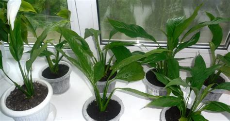Comment Avoir Un Spathiphyllum Toujours Vert Et Plein De Fleurs 3