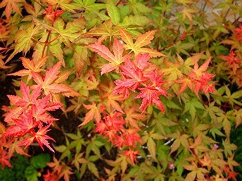 Johnnies Pink Japanese Maple 3 Year Live Plant Plants Front Yard