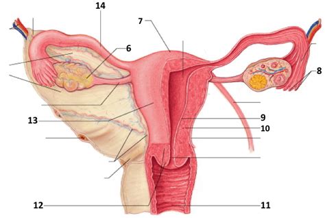 Female Reproductive System Diagram Anatomy Physiology Diagram Quizlet
