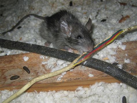 Mice in your ceiling, mice in your walls, or even your light fixtures are definitely unwanted guests. Rats in the Ceiling - How To Get Rodents Out of the Ceiling
