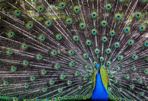 Peacock Plumes Texpat Starling Flickr
