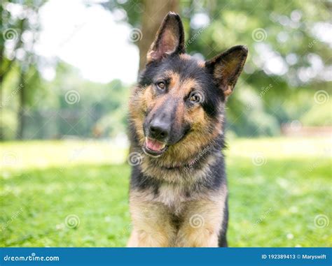A German Shepherd Dog Listening With A Head Tilt Stock Image Image Of