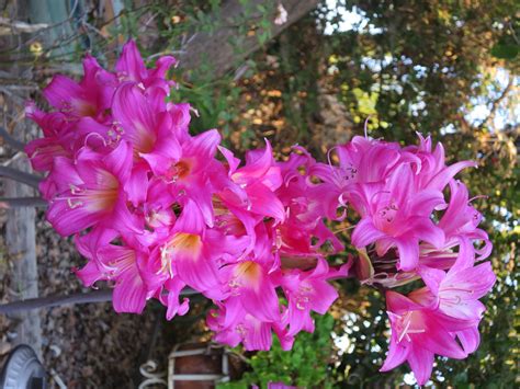 Master Gardener Move Naked Lady Plants After They Flower Orange County Register