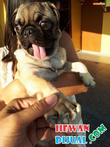 [Dijual] Anjing Pug Jantan Umur 7 Bulan Stambun + Vaksin Komplit
