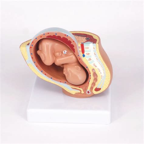 Human Female Pelvic Section Pregnancy Anatomical Model Medical Pelvis