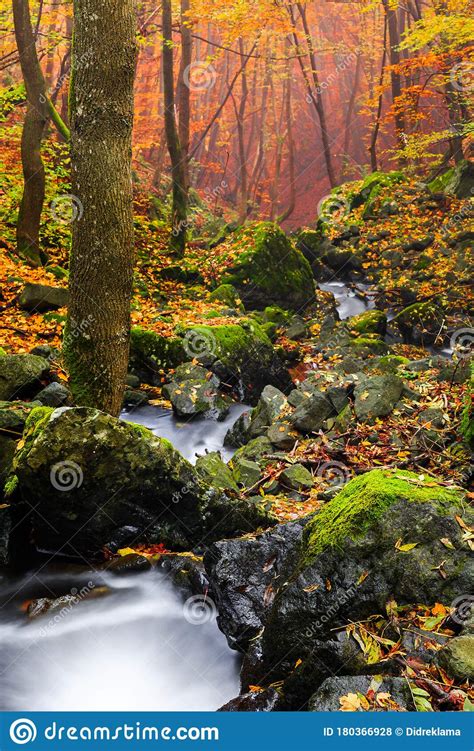 Stream Flowing Over Mossy Rocks In Autumn Forest Stock Photo Image Of