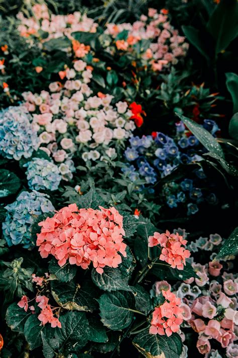 500 Flower Pictures Hd Download Free Images On Unsplash