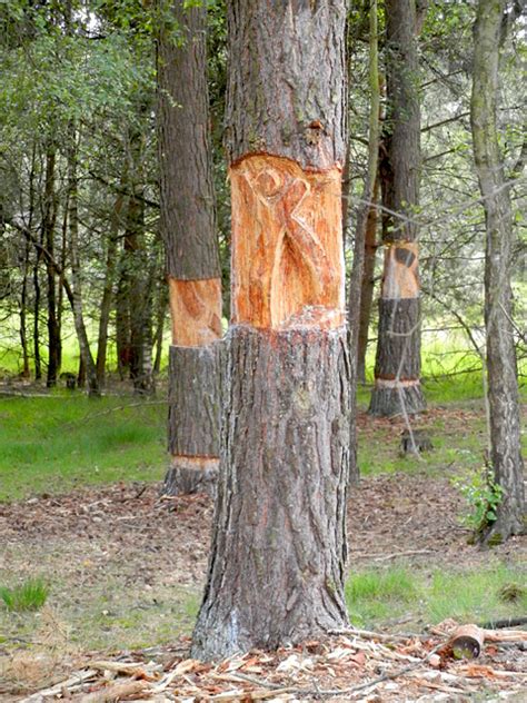 Das größtenteils im nördlichen westeuropa liegende land wird dort durch die nordsee im norden und westen. Beegderheide, Beegden (Niederlande)