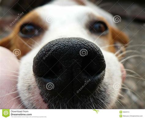 Dog Nose Closeup Stock Images Image 3922374
