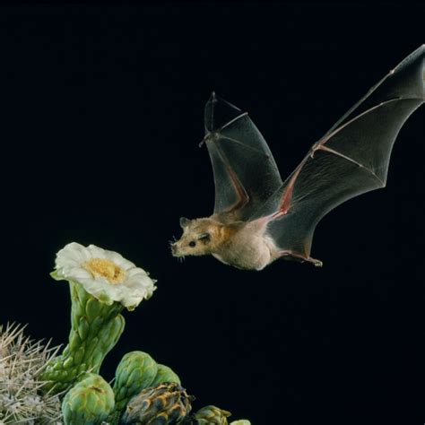 Night Bees An Introduction To Bat Pollination — Grounded Grub