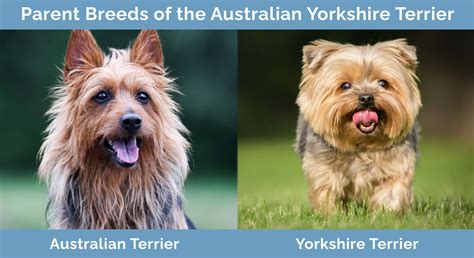 Australian Yorkshire Terrier Australian Terrier And Yorkshire Terrier