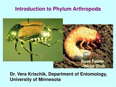 Ppt Introduction To Phylum Arthropoda Powerpoint Presentation Free