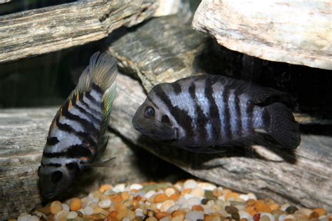 Gallery For Black And White Striped Freshwater Aquarium Fish