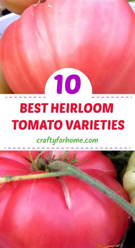 Best Heirloom Tomato Varieties Heirloom Tomatoes Varieties Heirloom