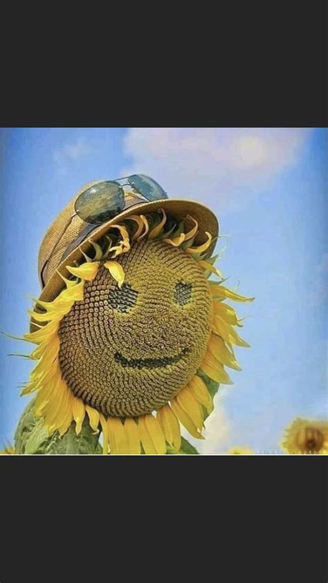 Pin By Judy Dunn On Sunflowers Sunflower Bird Animals