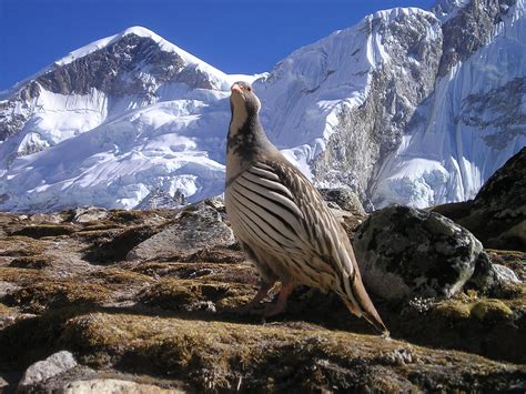Free Images Wilderness Mountain Range Bird Of Prey Nepal Vulture
