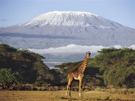 Travellers Guide Tanzania The Independent