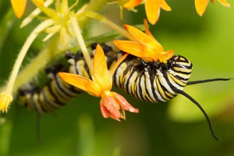 Discover Nature Missouris Caterpillars And Monarch Butterflies