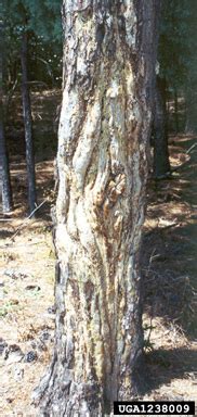 Pitch Canker Fusarium Subglutinans On Pine Pinus Spp 1238009