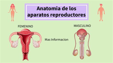 Copia Anatomía Y Fisiología De Los Aparatos Reproductores
