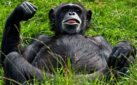 Download Monkey Wallpaper With A Resting In The Green Grass Hd