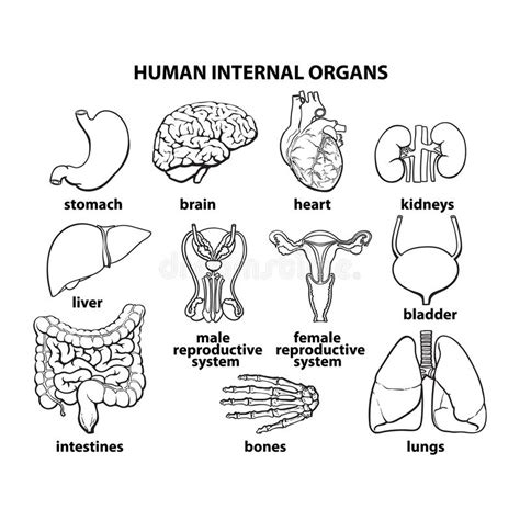 The Internal Organs Of Man Set Stock Vector Illustration Of Bone