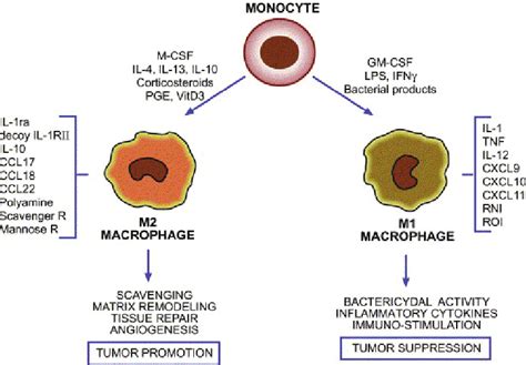 The Differentiation Pathways Of Classically Activated M1 Macrophages