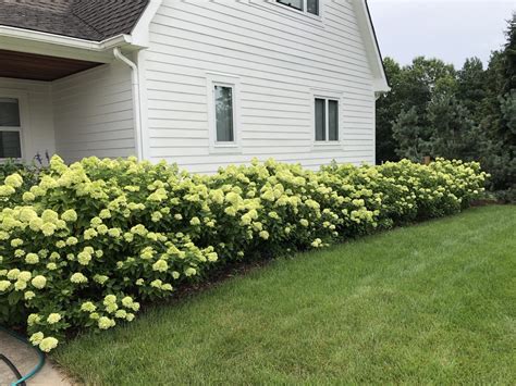 Limelight Hydrangeas Dirt Simple Limelight Hydrangea Hydrangea