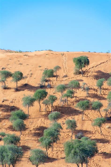 Camel Tracks Stock Image Image Of Ripples Desert Brown 101399