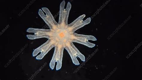 Moon Jellyfish Ephyra Stock Video Clip K0060481 Science Photo
