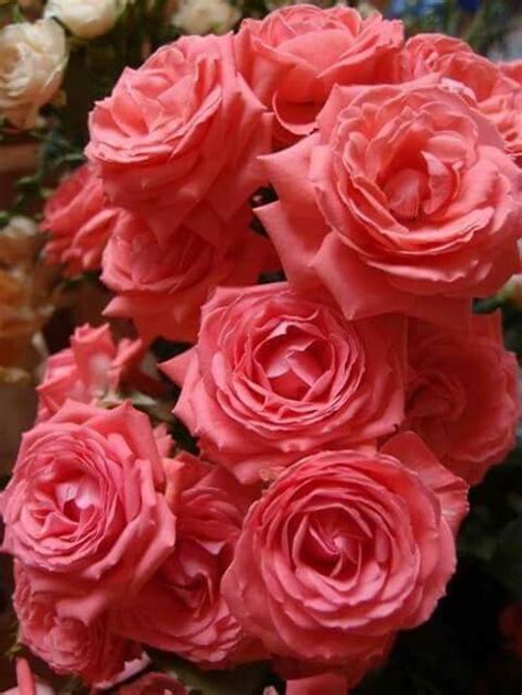 Pin By Galal Ahmad On I Love Pink Beautiful Rose Flowers Pretty