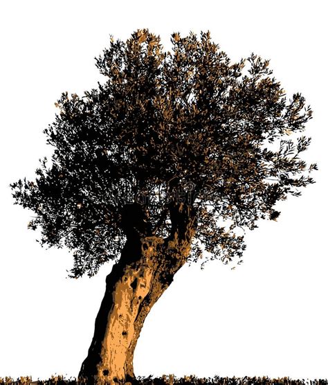 Olive Tree Silhouette Stock Vector Illustration Of Organic 40433912