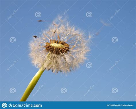 Dandelion Clock In The Breeze Stock Photo Image Of Seeds Season