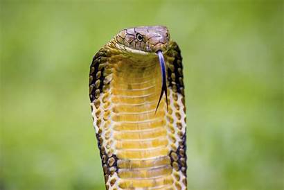 Cobra King Cobras Wallpapers Facts Venomous Snake