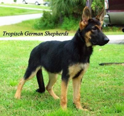Female german shepherd 6 months old. 6 month old female German Shepherd puppy for SALE for Sale ...