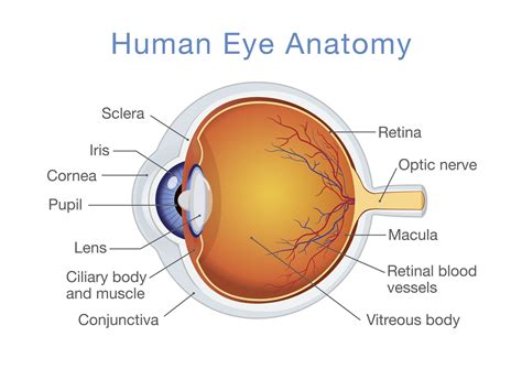 What Are The Major Parts Of The Eye And Their Functions Printable