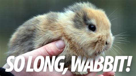 The Very Sad Story Of How The Cutest Rabbit In The World Was Killed