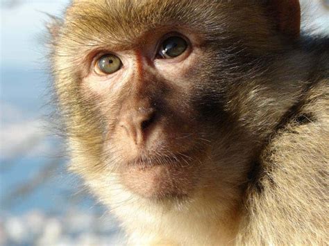 Grumpy Old Monkeys Are More Picky With Who They Call Friends Just Like