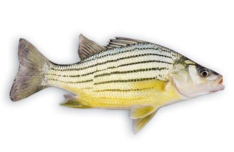 American Bass Fish Species Guide Types Of Bass Fish