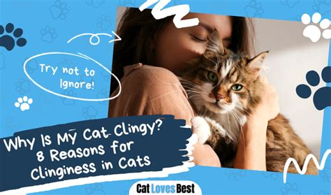 Why Is My Cat Clingy 8 Reasons For Clinginess In Cats