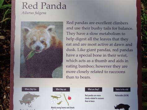 Red Panda Fact Sheet Zoochat
