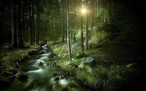Beautiful Dark Forest Wallpapers Top Free Beautiful Dark Forest Backgrounds Wallpaperaccess