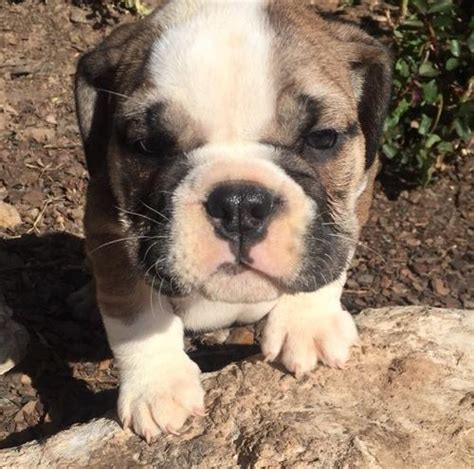 Sometimes, you may find a bulldog for free in oklahoma to a good home listed by. English Bulldog Puppy for Sale - Adoption, Rescue for Sale in Broken Arrow, Oklahoma Classified ...