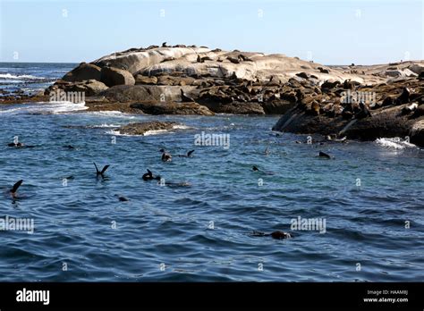 Fur Seals At Seal Island Dyer Island Hout Bay Cape Town South